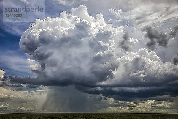 Dramatische Wolken  die sich über den Ebenen Afrikas aufbauen  Ndutu  Tansania