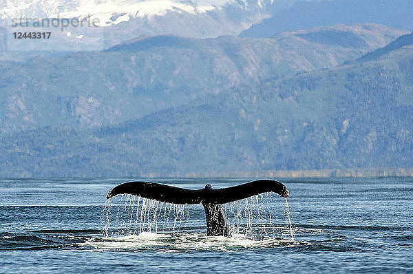 Buckelwal (Megaptera novaeangliae) Schwanzflosse entlang der Küste der Kachemak Bay  Homer  Alaska  Vereinigte Staaten von Amerika