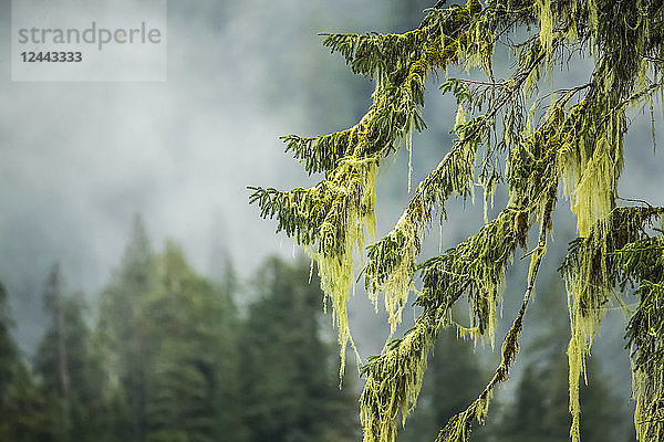 Nahaufnahme von Moos  das von Ästen hängt  Great Bear Rainforest  Hartley Bay  British Columbia  Kanada