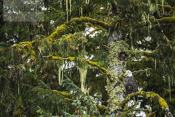 Weißkopfseeadler (Haliaeetus leucocephalus) auf einem Baum im Great Bear Rainforest  Hartley Bay  British Columbia  Kanada