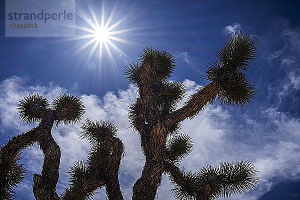 Eine Yucca brevifolia unter einem hellen Himmel im Joshua Tree National Park  Kalifornien  Vereinigte Staaten von Amerika