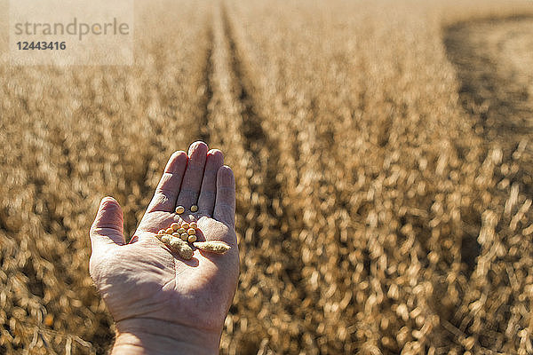 Die Hand eines Landwirts hält Sojabohnen und Samenschoten mit Ernte und Feld im Hintergrund  Minnesota  Vereinigte Staaten von Amerika