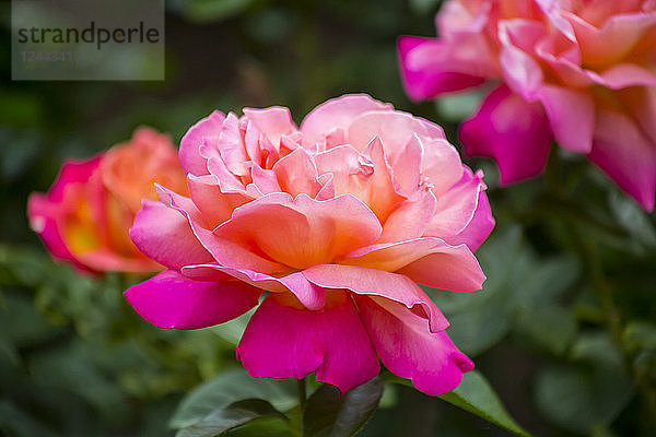 Nahaufnahme einer blühenden rosa Rose  Boston  Massachussets  Vereinigte Staaten von Amerika