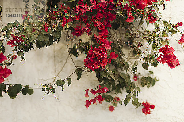 Rot blühende Blumen auf einer Pflanze vor einer weißen Wand  Kalifornien  Vereinigte Staaten von Amerika