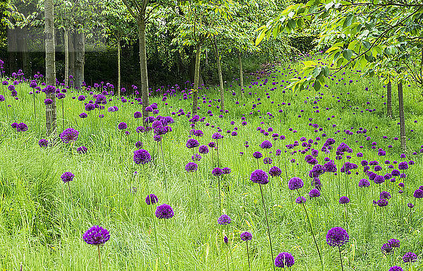 Alliumfeld (Purple Sensation) im Kirschgarten des Alnwick Garden  Northumberland  England