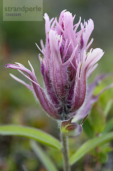 Nahaufnahme von eleganten Paintbrush Blume  Denali National Park & Preserve  Interior Alaska  Sommer