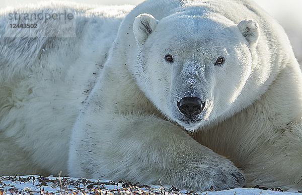 Eisbär (Ursus maritimus) liegt im Schnee und schaut in die Kamera  Churchill  Manitoba  Kanada