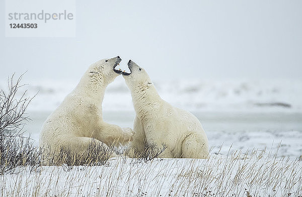 Eisbären (Ursus maritimus)  die sich bei ihrem Spiel gegenseitig anfauchen  Churchill  Manitoba  Kanada