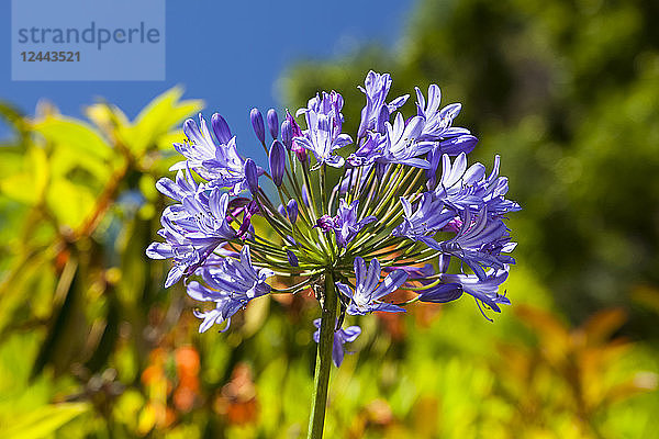 Blaue Agapanthis  Waimea  Insel Hawaii  Hawaii  Vereinigte Staaten von Amerika