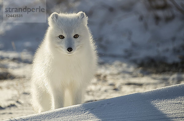 Polarfuchs (Vulpes lagopus) im Schnee  Churchill  Manitoba  Kanada