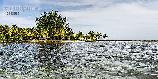 Üppiges Blattwerk und Palmen entlang einer tropischen Küste  Belize