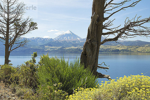 Pflanzen und ein Baum umrahmen einen See und einen schneebedeckten Vulkan in der Ferne; Neuquen  Argentinien