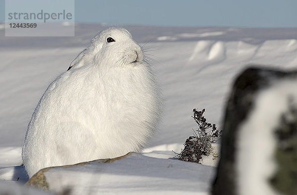 Polarhase (Lepus arcticus) im Schnee  Churchill  Manitoba  Kanada