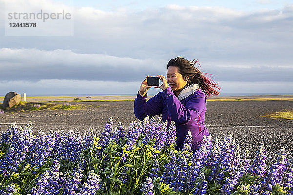 Eine asiatische Reisende fotografiert die Lupinenblüten an einem sehr windigen Tag  Island