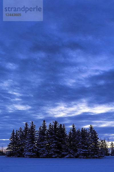 Eine Gruppe von schneebedeckten immergrünen Bäumen in einem schneebedeckten Feld mit Wolkendecke in der Abenddämmerung; Calgary  Alberta  Kanada