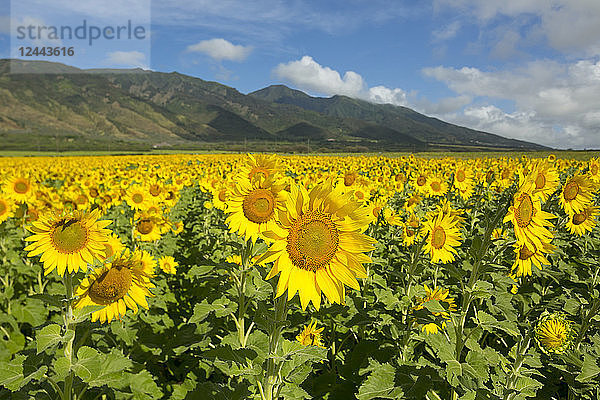 Großes Feld mit blühenden Sonnenblumen in Zentral-Maui. Die Blüten werden für Biokraftstoff verwendet  Waiehu  Maui  Hawaii  Vereinigte Staaten von Amerika