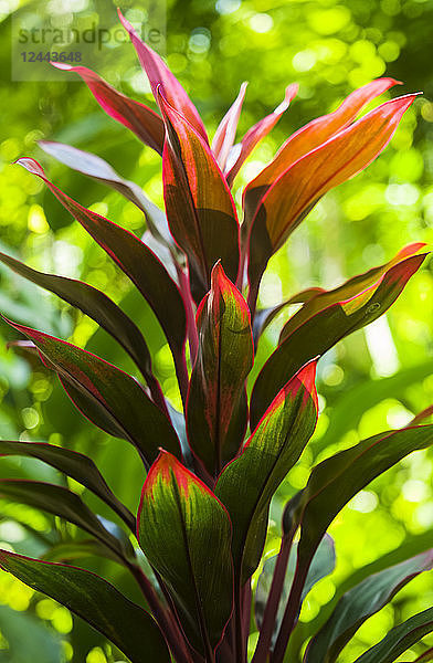 Bunte Ti-Pflanze  Hawaii Tropical Botanical Garden in Onomea Valley and Bay  nahe Hilo  Insel Hawaii  Hawaii  Vereinigte Staaten von Amerika