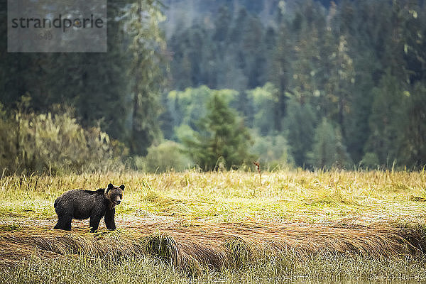 Grizzlybär (Ursus arctos horribilis) beim Spaziergang durch die Seggengräser im Great Bear Rainforest  Hartley Bay  British Columbia  Kanada