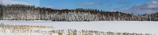 Ein mit Schnee bedecktes Feld und Bäume unter blauem Himmel  Quebec  Kanada