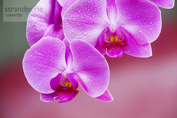 Lila Phalaenopsis-Orchidee  Paia  Maui  Hawaii  Vereinigte Staaten von Amerika