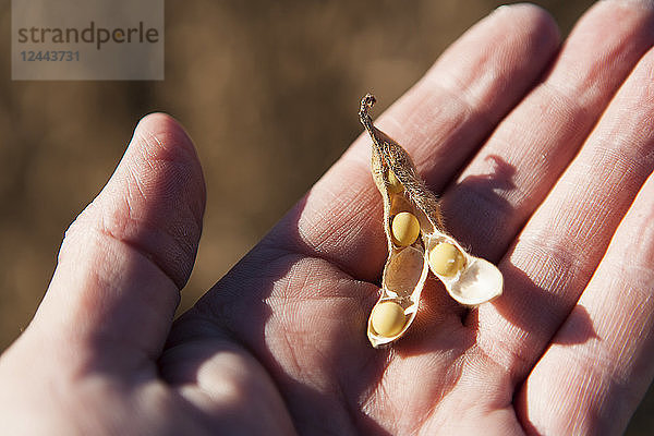 Sojabohnen und Samenkapsel in der Hand des Landwirts  Sojabohnenernte-Szene  in der Nähe von Nerstrand  Minnesota  Vereinigte Staaten von Amerika