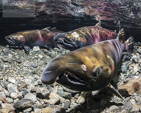 Coho-Lachs  auch Silberlachs genannt (Oncorhynchus kisutch)  Alpha-Männchen (Weibchen im Hintergrund) in einem Fluss in Alaska im Herbst  Alaska  Vereinigte Staaten von Amerika