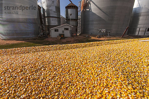 Mit Mais beladener Getreidewagen am Getreidetrockner- und Silokomplex während der Maisernte in der Nähe von Nerstrand  Minnesota  Vereinigte Staaten von Amerika