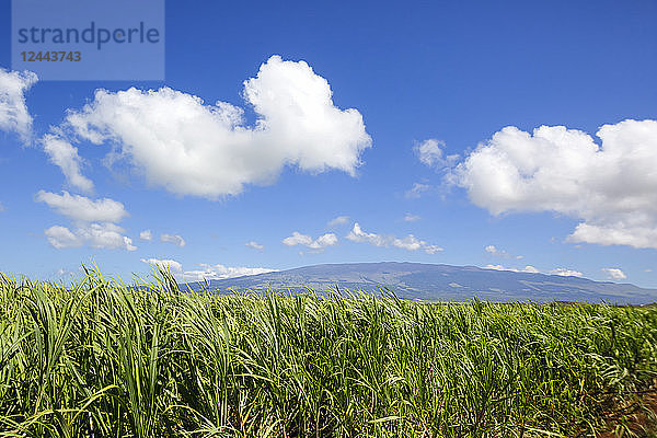 Zuckerrohrfelder und Haleakala  Maui  Hawaii  Vereinigte Staaten von Amerika