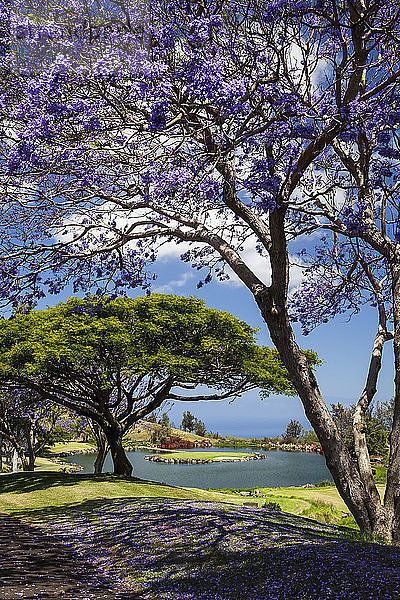 Blühende Jacaranda-Bäume  Big Island Country Club Golf Course  Puwa'awa'a Ranch  North Kona  Pu'uanahulu  Insel Hawaii  Hawaii  Vereinigte Staaten von Amerika