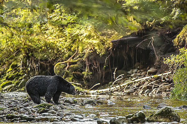 Schwarzbär (Ursus americanus) beim Fischen in einem Bach im Great Bear Rainforest  Hartley Bay  British Columbia  Kanada