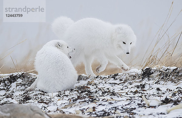 Polarfüchse (Vulpes lagopus) beim Spielen im Schnee an den Ufern der Hudson Bay  Churchill  Manitoba  Kanada