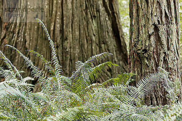 Rotholzbäume und Farne  Lady Bird Johnson Grove  Redwood National and State Parks  Orick  Kalifornien  Vereinigte Staaten von Amerika