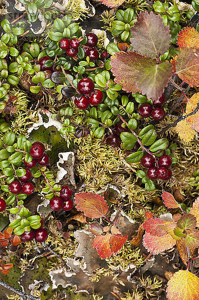 Close Up of Low Bush Cranberry und Zwergbirke bieten Farben  um die alpine Tundra  Denali National Park & Preserve  Interior Alaska  Herbst