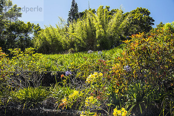 Gemischte Blumen und Bambus in einem üppigen  farbenfrohen Garten  Waimea  Insel Hawaii  Hawaii  Vereinigte Staaten von Amerika