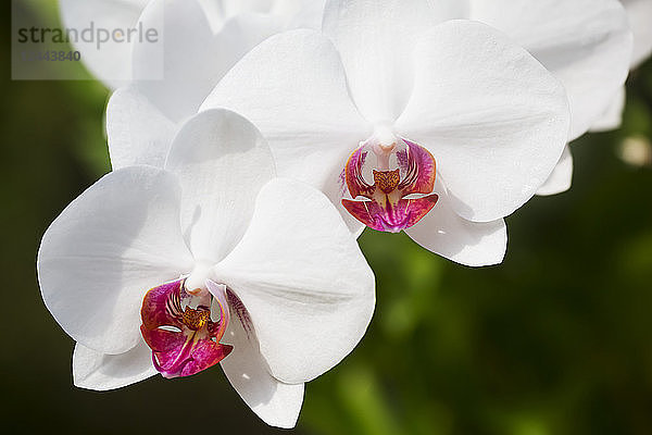 Weiße Phalaenopsis-Orchidee mit roten Lippen  Paia  Maui  Hawaii  Vereinigte Staaten von Amerika