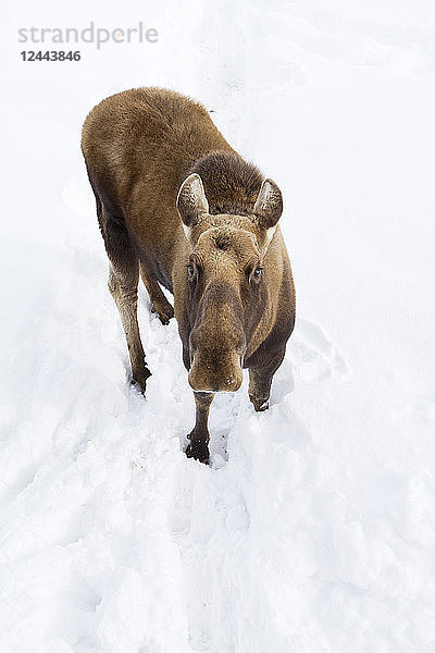 In Gefangenschaft: Perspektive eines Elchbullen ohne Geweih  der im Schnee steht  Alaska Wildlife Conservation Center  Süd-Zentral-Alaska  Winter