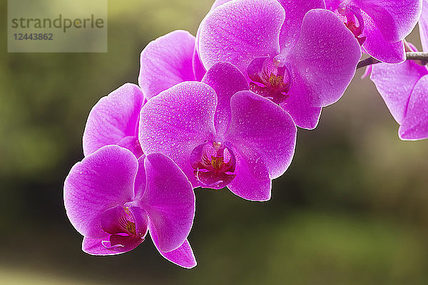 Lila Phalaenopsis-Orchidee  Paia  Maui  Hawaii  Vereinigte Staaten von Amerika