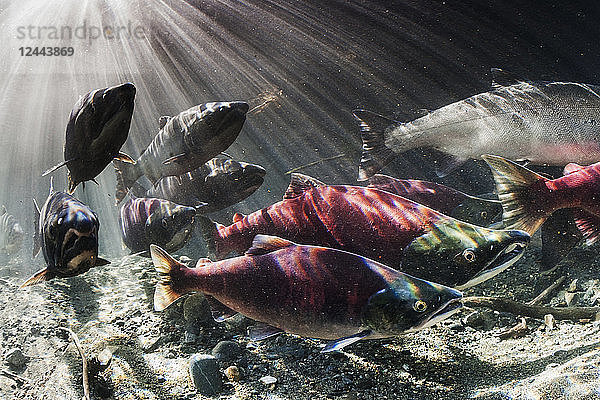 Im September mischen sich Sockeye und Coho-Lachs (Oncorhynchus nerka und kisuch) während ihrer Laichwanderung in einem Fluss in Alaska  Alaska  Vereinigte Staaten von Amerika