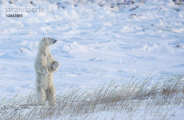 Eisbär (Ursus maritimus)  der im Schnee steht und schön aussieht  Churchill  Manitoba  Kanada