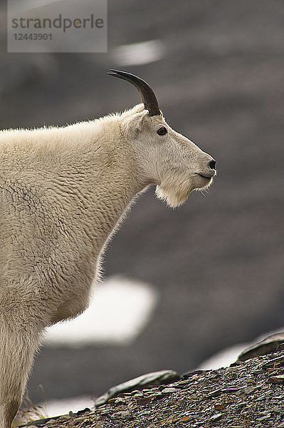 Profil eines jungen Bergziegenbocks  der in der Nähe des Harding Icefield Trail am Exit Glacier im Kenai Fjords National Park in Süd-Zentral-Alaska auf Pflanzen weidet  Sommer