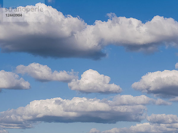 Kumuluswolken an einem blauen Himmel