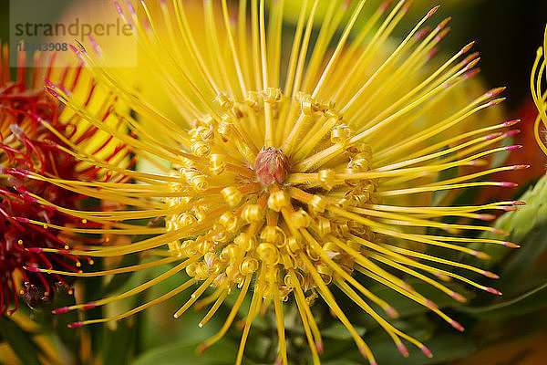 Nadelkissen-Protea (Leucospermum)  Kula  Maui  Hawaii  Vereinigte Staaten von Amerika