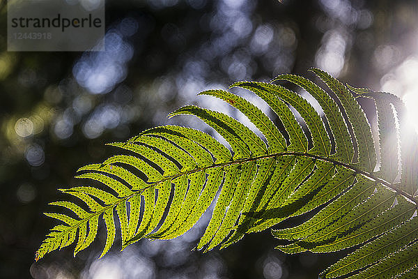 Sonnenlicht scheint durch einen Schwertfarnwedel (Polystichum munitum)  Astoria  Oregon  Vereinigte Staaten von Amerika