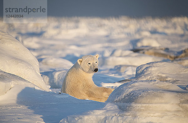 Eisbär (Ursus maritimus) sitzt bei Sonnenuntergang im Schnee und schaut in Richtung Kamera  Churchill  Manitoba  Kanada
