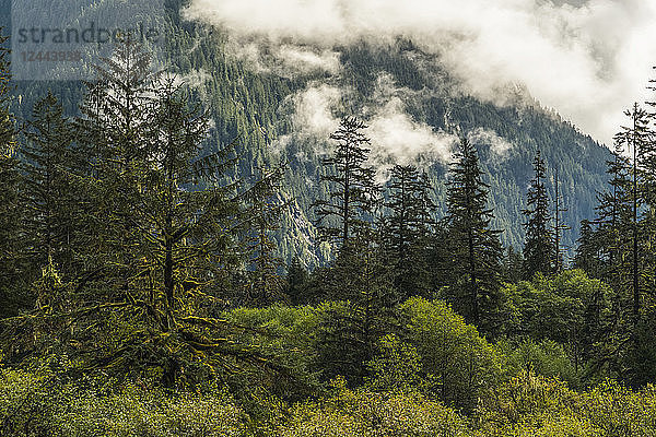 Stimmungsvolle Landschaft mit niedrigen Wolken über dem Great Bear Rainforest  Hartley Bay  British Columbia  Kanada