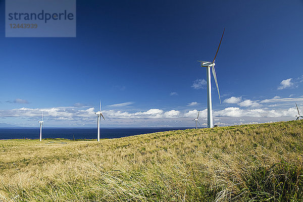 Windkraftanlagen in einem Windpark  Upolu Point  North Kohala  Insel Hawaii  Hawaii  Vereinigte Staaten von Amerika