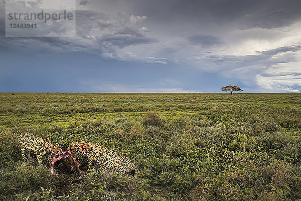 Geparden (Acinonyx jubatus) beim Fressen eines Wildtieres  Ndutu  Tansania