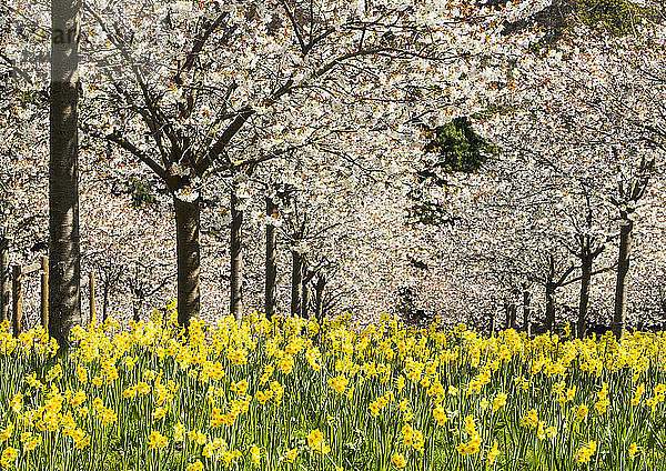 Teil des Kirschgartens im Garten von Alnwick  Northumberland  mit 327 weißen Kirschbäumen 'Tai Haku'  bekannt als die große Weiße. Unterbepflanzt mit gelben Narzissen  Alnwick  Northumberland  England