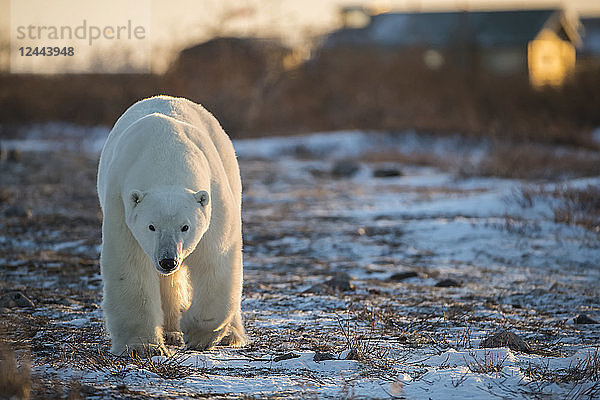 Eisbär (Ursus maritimes) läuft in der Abenddämmerung auf die Kamera zu  Churchill  Manitoba  Kanada