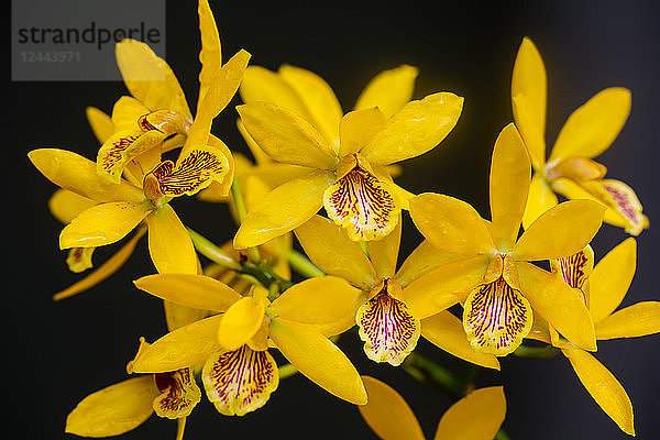 Lc. Goldgräberorchidee  Paia  Maui  Hawaii  Vereinigte Staaten von Amerika